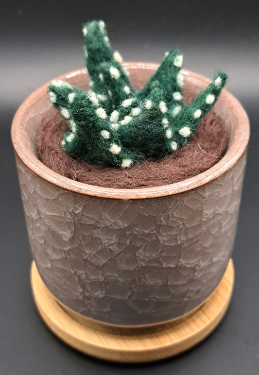 Needle Felted Succulent