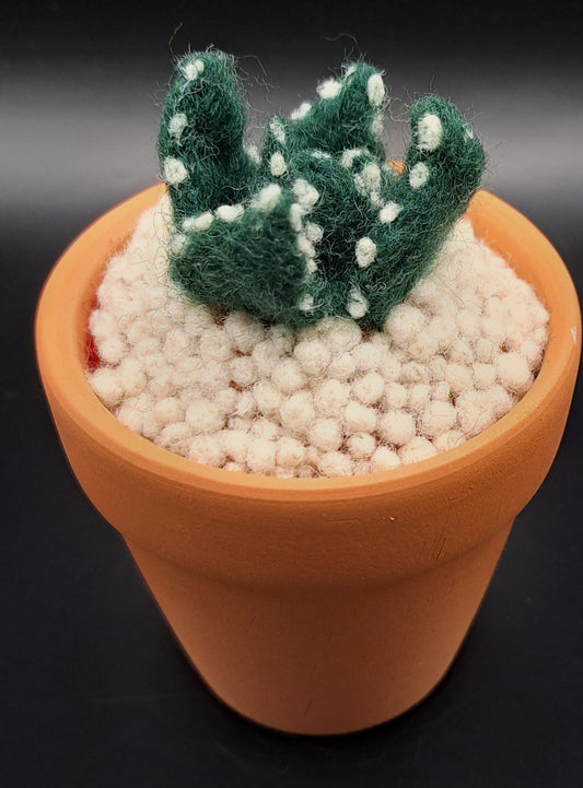 Needle Felted Succulent